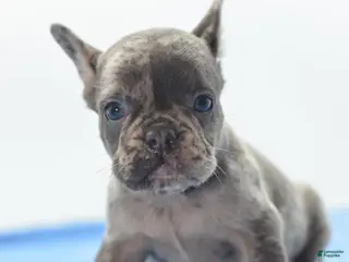 Mixed Breed dogs Zen blue merle - Ad 1