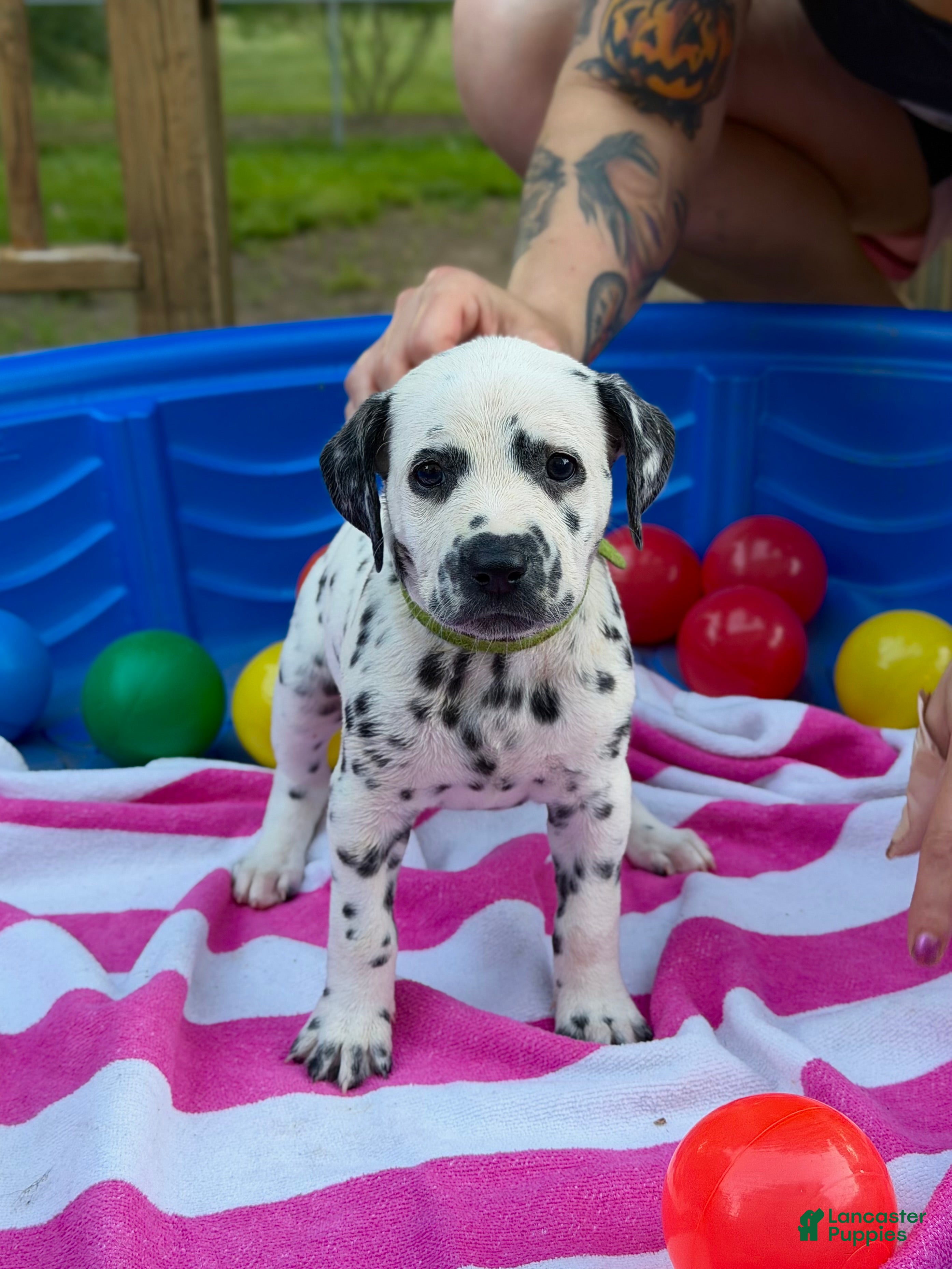 Dalmatian dogs Dalmatian 3 - Ad 13
