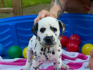 Dalmatian dogs Dalmatian 3 - Ad 14