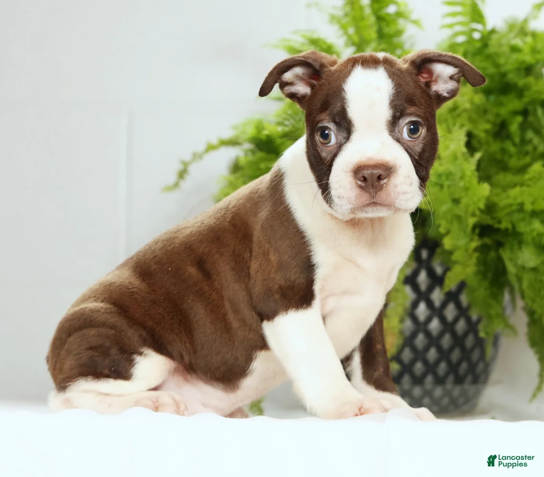 Boston Terrier dogs for sale: Ryan - Ad 1
