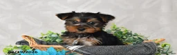 Yorkshire Terrier dogs for sale: Chase - Ad 4