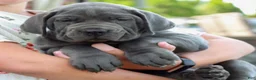 Cane Corso dogs for sale: Shadow  - Ad 3