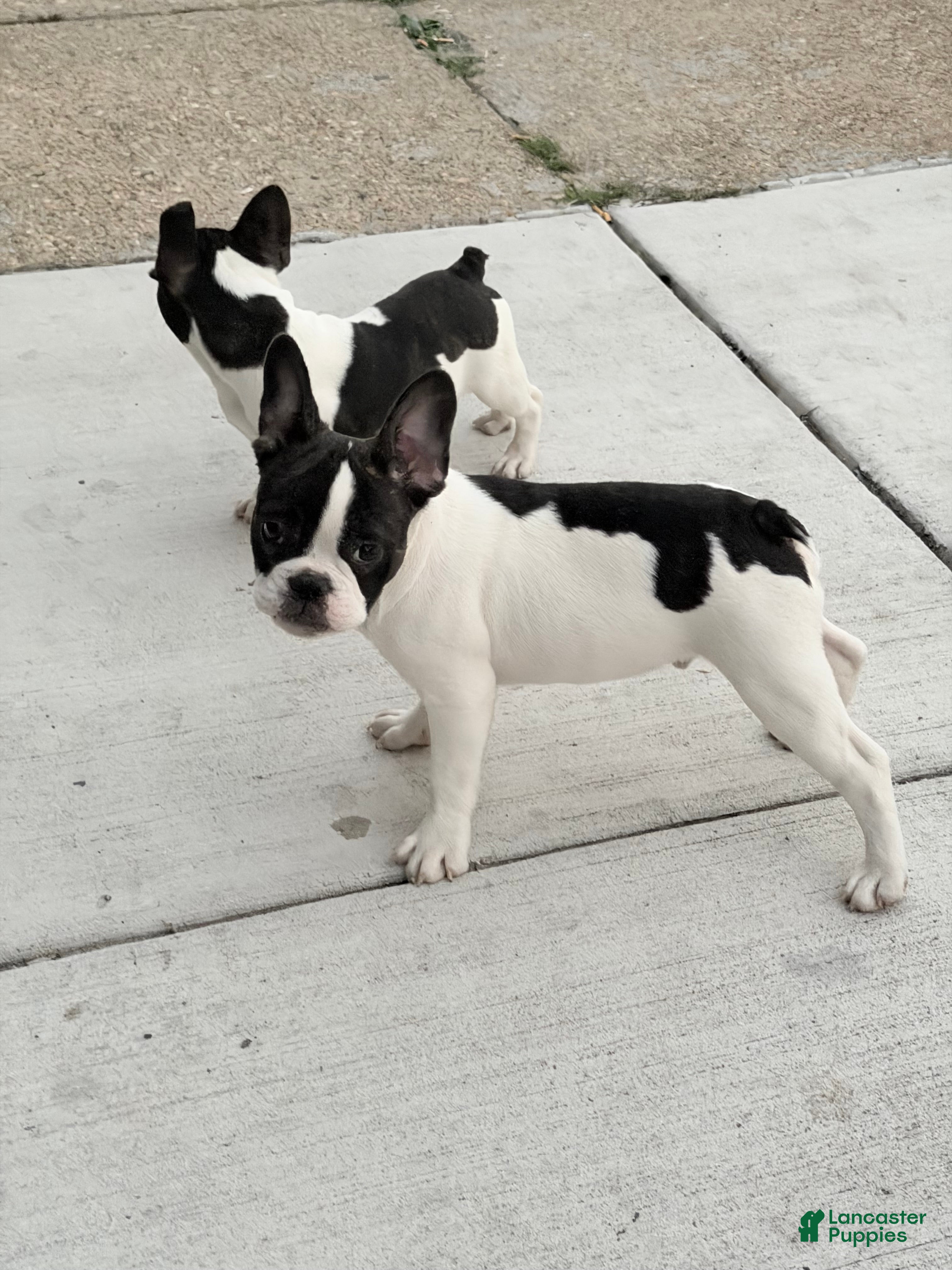 French Bulldog dogs French Bulldog 2 - Ad 1