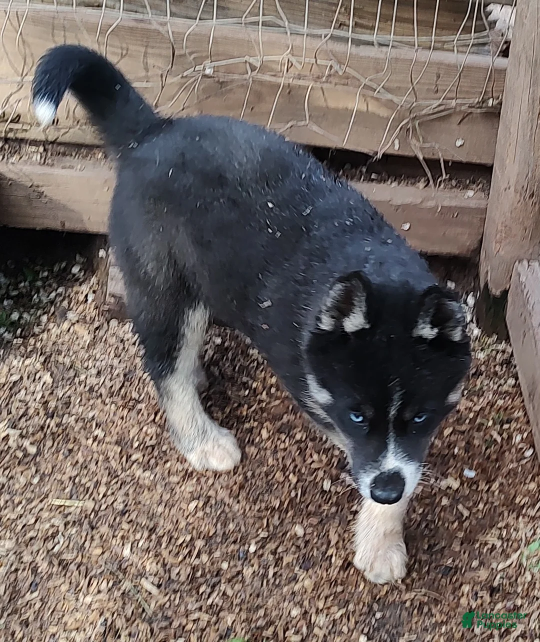 Siberian Husky dogs for sale: Siberian Husky Puppy 1 - Ad 2