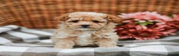 Maltipoo dogs for sale: Crystal - Ad 2