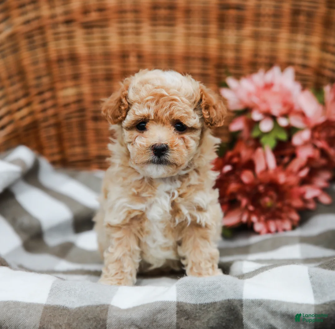 Maltipoo dogs for sale: Crystal - Ad 2