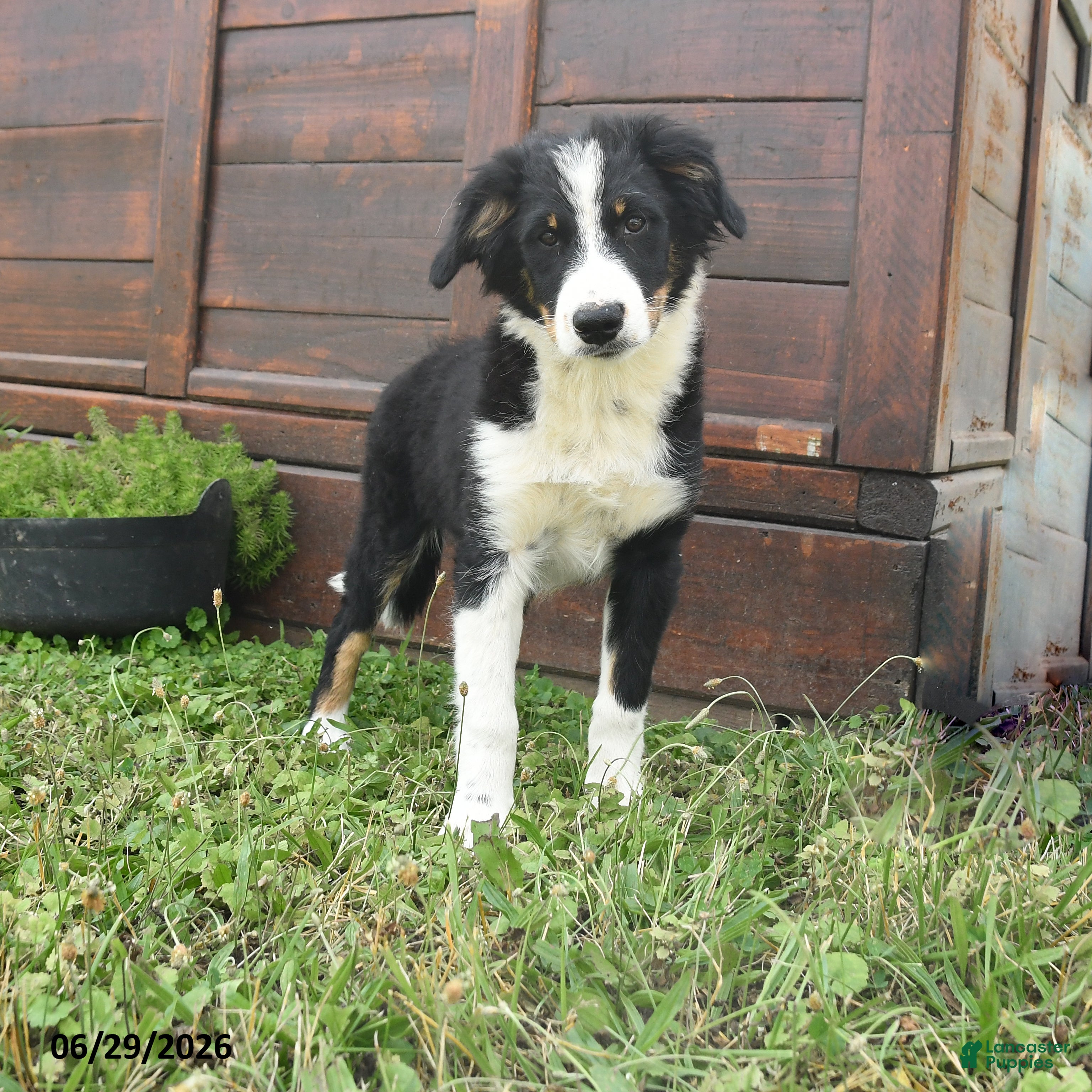 Australian Shepherd dogs Chrysanthemum - Ad 1
