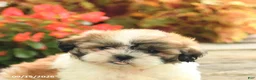Teddy Bear dogs for sale: Jennifer - Ad 5