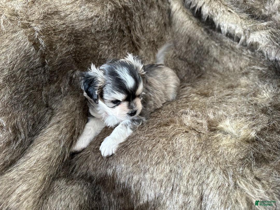 Mixed Breed dogs for sale: Ryan - Ad 7