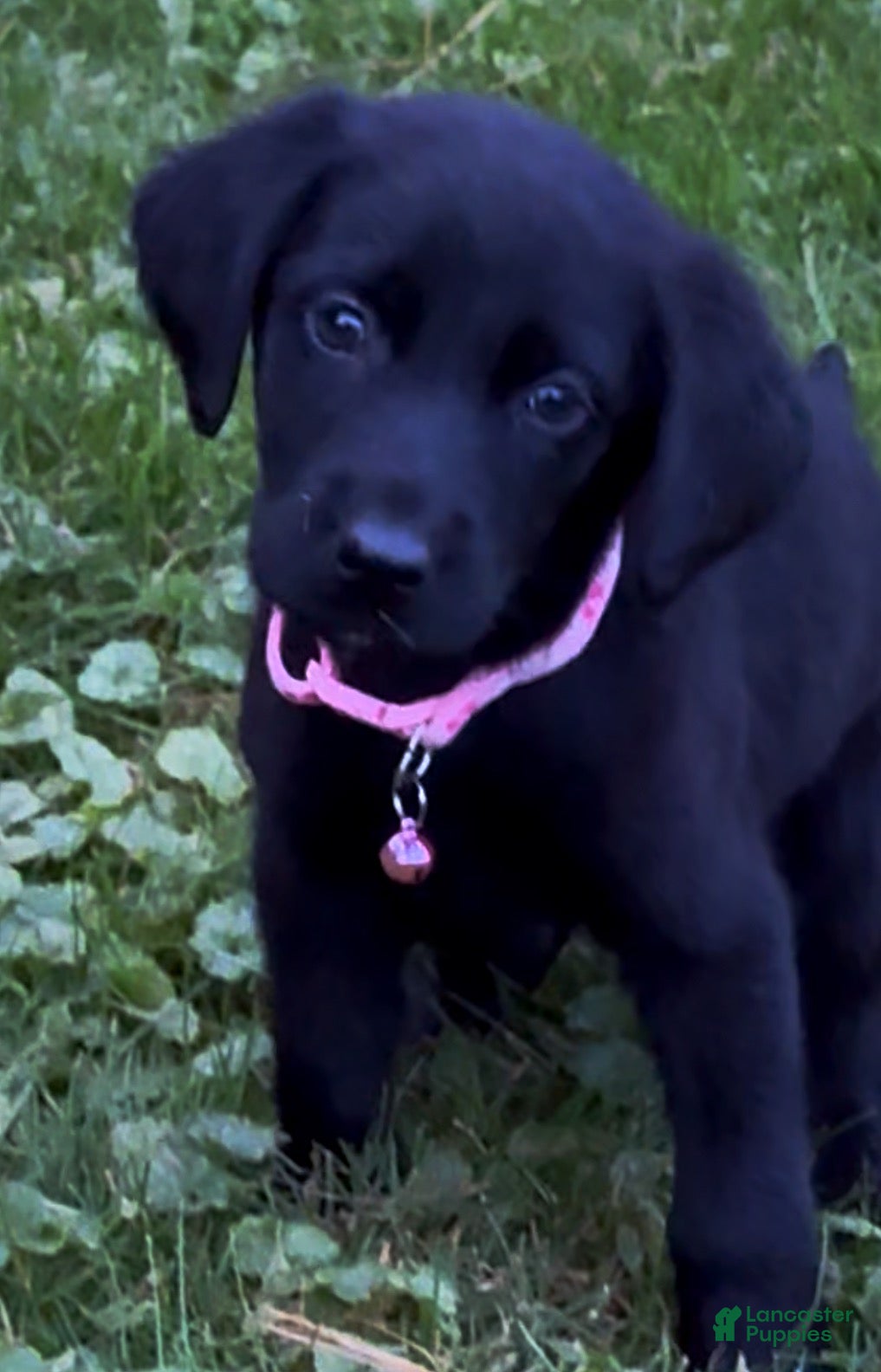 Labrador Retriever dogs Labrador Retriever 1 - Ad 2