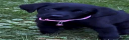Labrador Retriever dogs for sale: Labrador Retriever 1 - Ad 2
