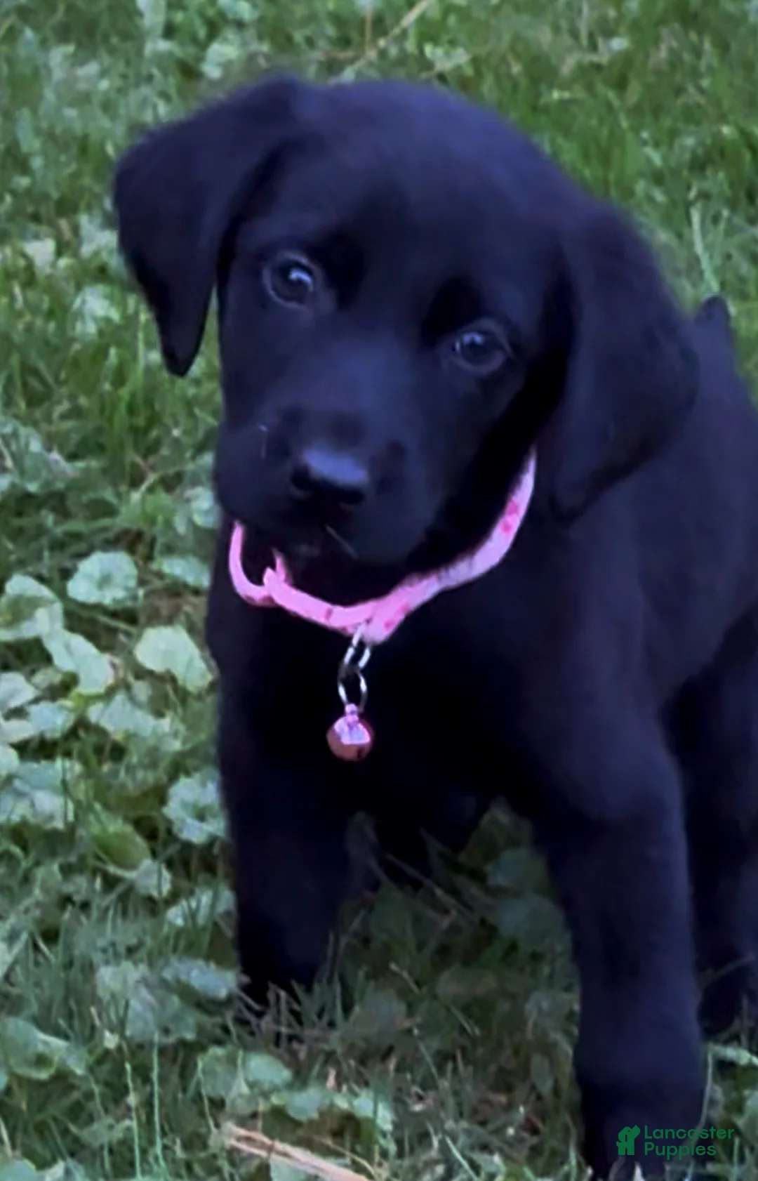 Labrador Retriever dogs for sale: Labrador Retriever 1 - Ad 2