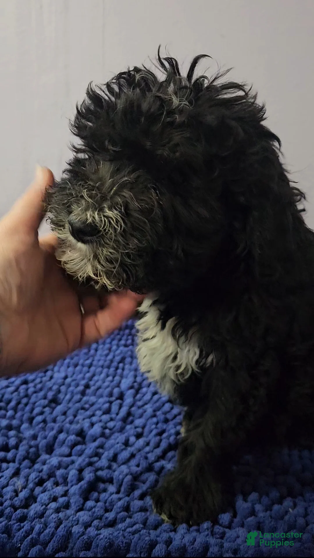 Sheepadoodle dogs for sale: Orange collar boy Sheepadoodle  - Ad 6