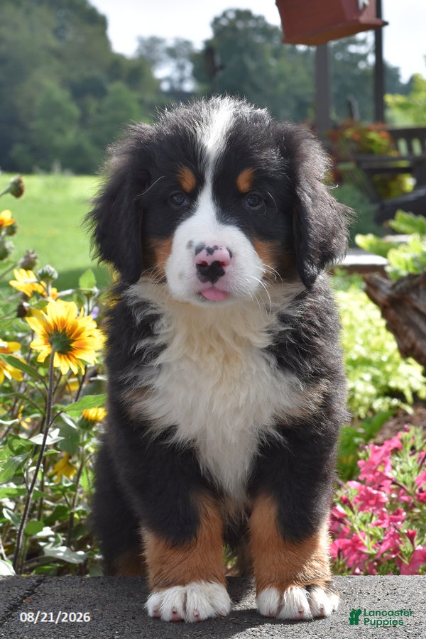 Bernese Mountain Dog dogs Monty - Ad 2