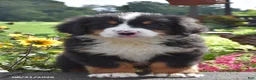 Bernese Mountain Dog dogs for sale: Monty - Ad 2