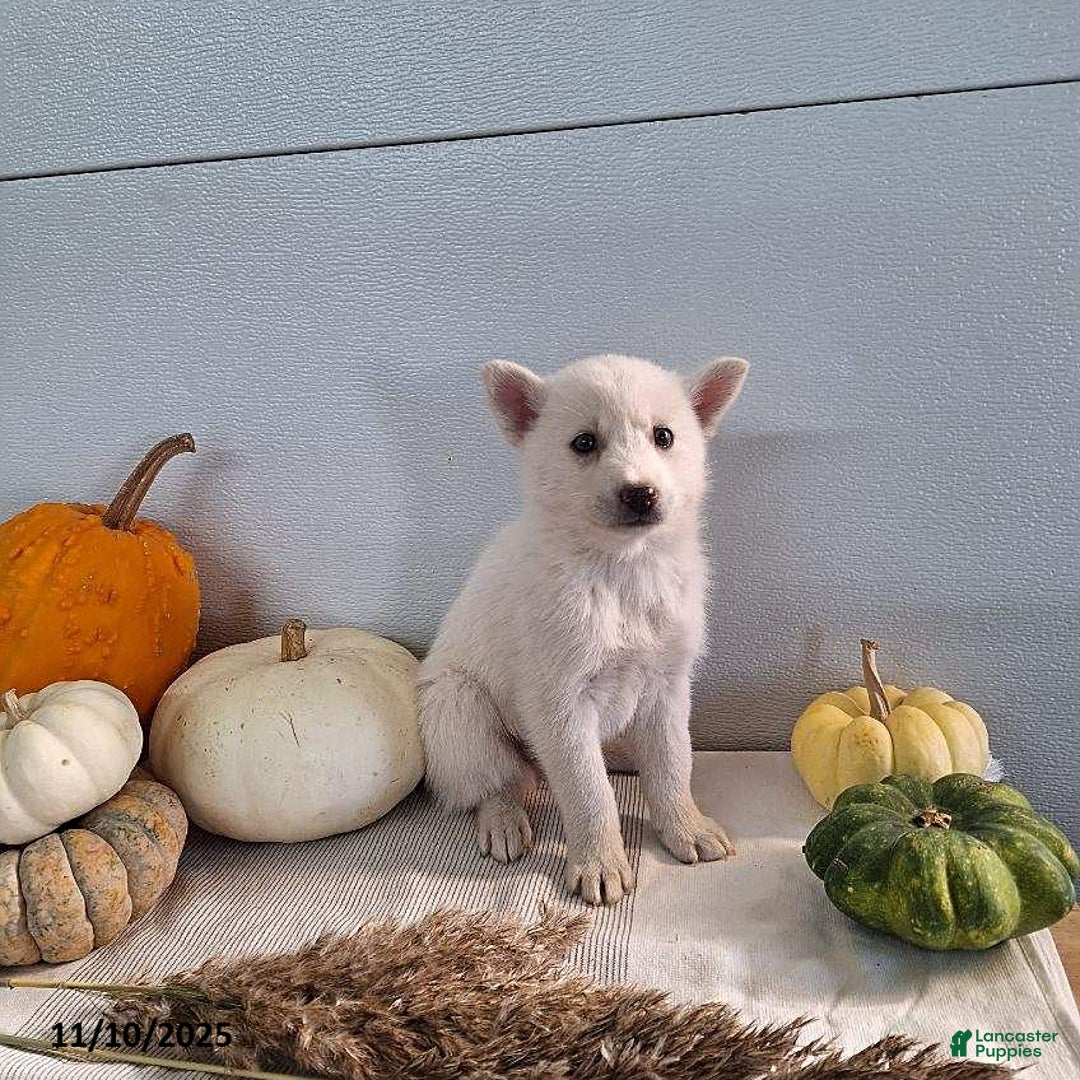 Pomsky dogs for sale: Jana - Ad 2