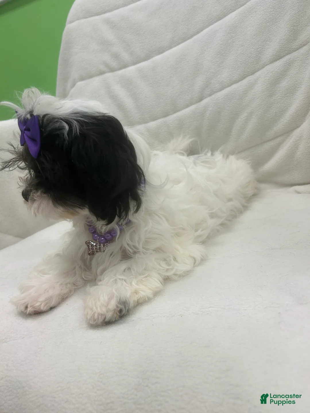 Malshi dogs for sale: Malshi Puppy 2 - Ad 3