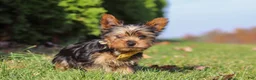 Yorkshire Terrier dogs for sale: Jay  - Ad 7