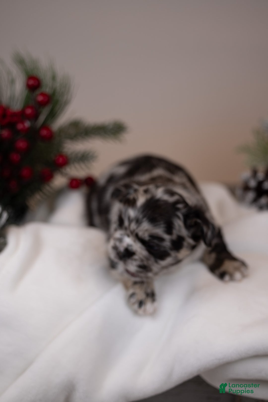 French Bulldog dogs for sale: Teddie -Fulffy Big Rope - Ad 30