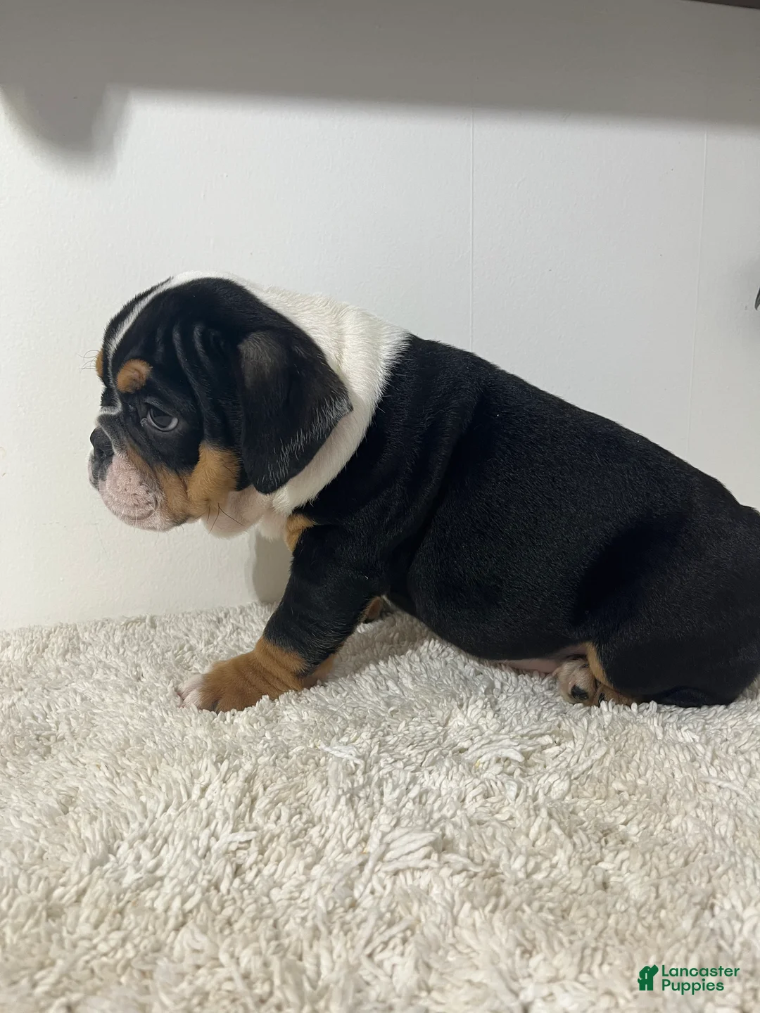 English Bulldog dogs for sale: Hank - Ad 4