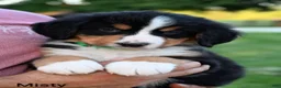 Bernese Mountain Dog dogs for sale: Misty  - Ad 4
