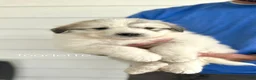 Great Pyrenees dogs for sale: Toadette - Ad 1