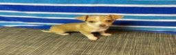 Chihuahua dogs for sale: Dylan - Ad 10