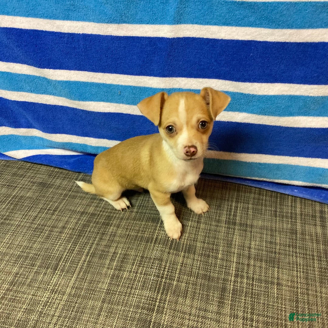 Chihuahua dogs for sale: Dylan - Ad 10