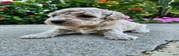 Bichpoo dogs for sale: Willow - Ad 3