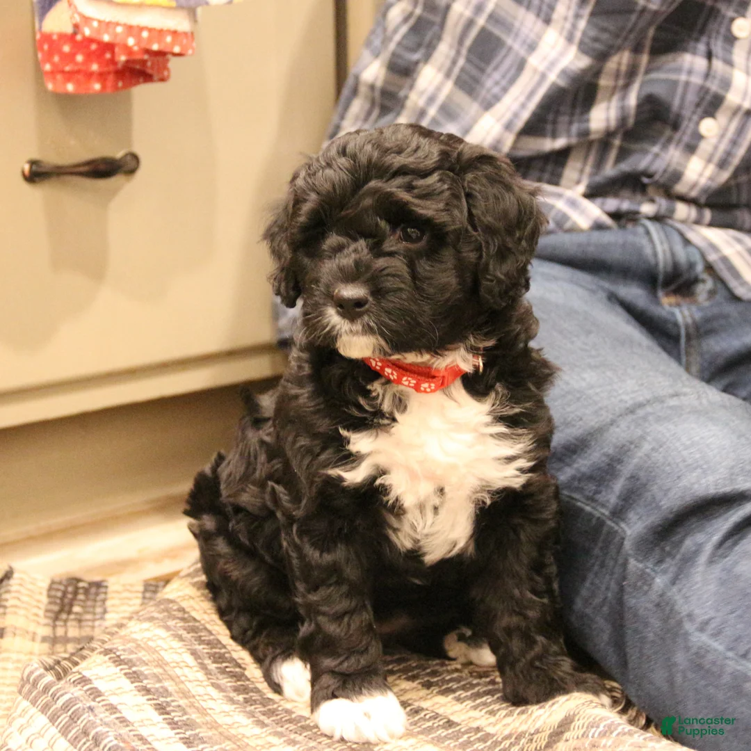 Mini Bernedoodle dogs for sale: Jazzy - Ad 2