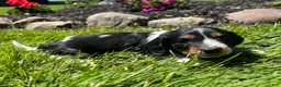 Miniature Dachshund dogs for sale: Ginger  - Ad 1