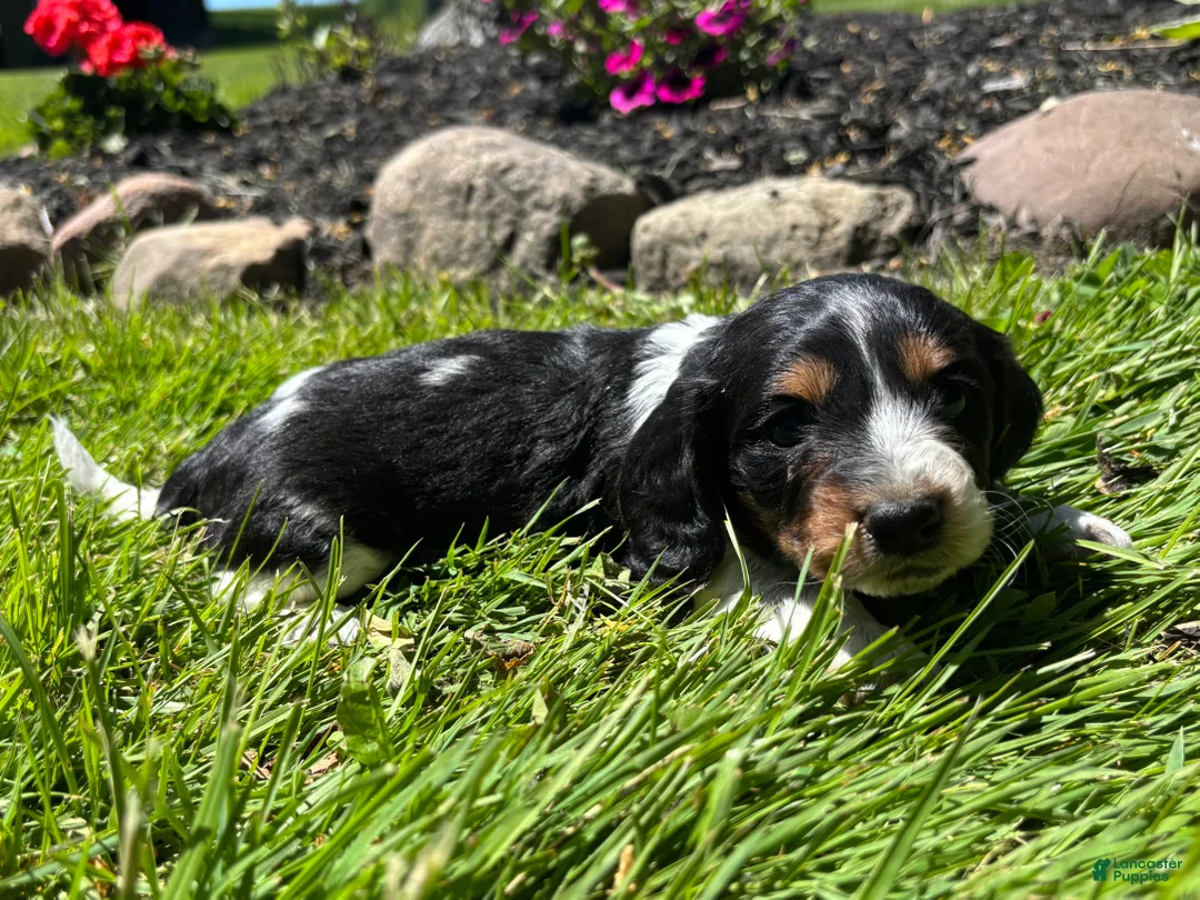 Miniature Dachshund dogs for sale: Ginger  - Ad 1