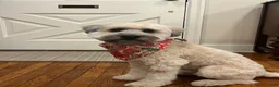 Soft Coated Wheaten Terrier dogs for sale: Pepper - Ad 4