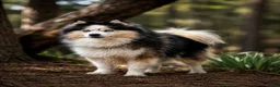 Mixed Breed dogs for stud: Koda the Pomsky (Actic Spitz)  - Ad 1