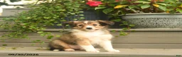 Shetland Sheepdog dogs for sale: Jessica - Ad 3