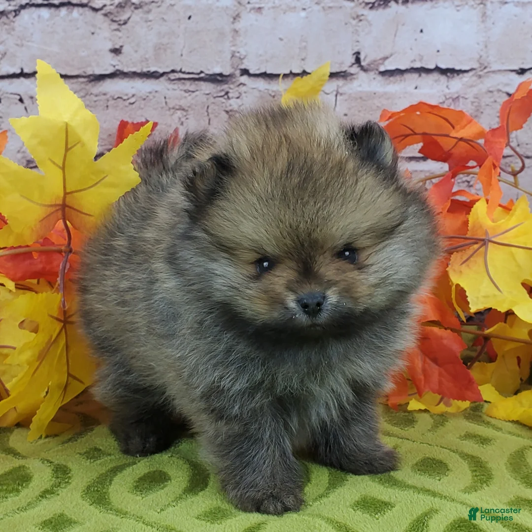 Pomeranian dogs for sale: Fajita - Ad 2