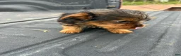 Yorkshire Terrier dogs for sale: Dave - Ad 5
