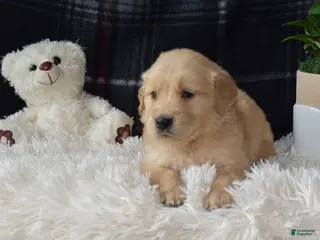 Golden Retriever dogs Lado - Ad 9