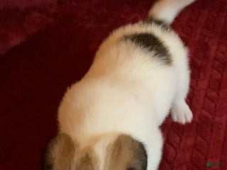 Jack Russell Terrier dogs - Ad 11