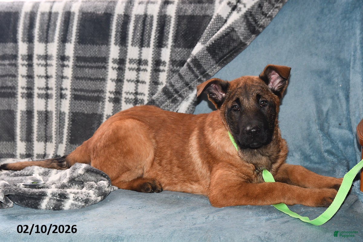 Belgian Malinois dogs Tanner - Ad 2