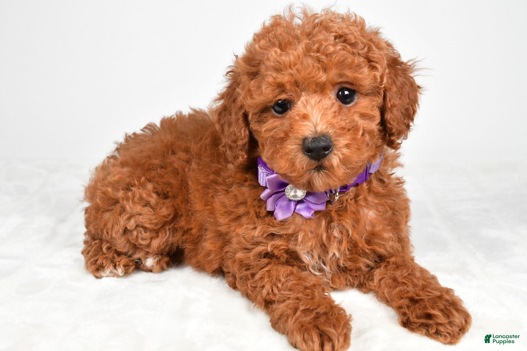 Miniature Poodle dogs Hilda - Ad 2