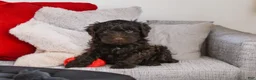 Mini Goldendoodle dogs for sale: Jake - Ad 3