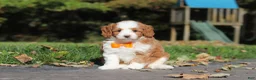 Cavapoo dogs for sale: Beckham - Ad 3