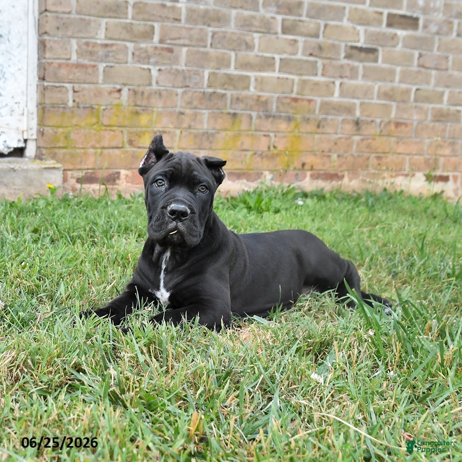 Cane Corso dogs Dune - Ad 2