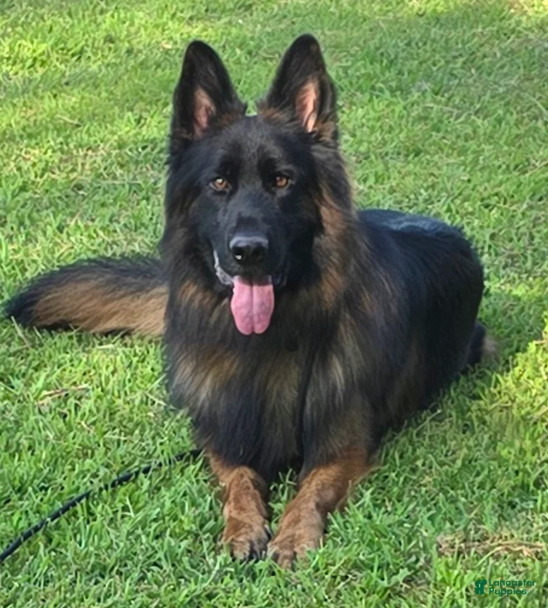 German Shepherd dogs for sale: German Shepherd Puppy 3 - Ad 7