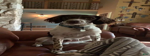 Roscoe 