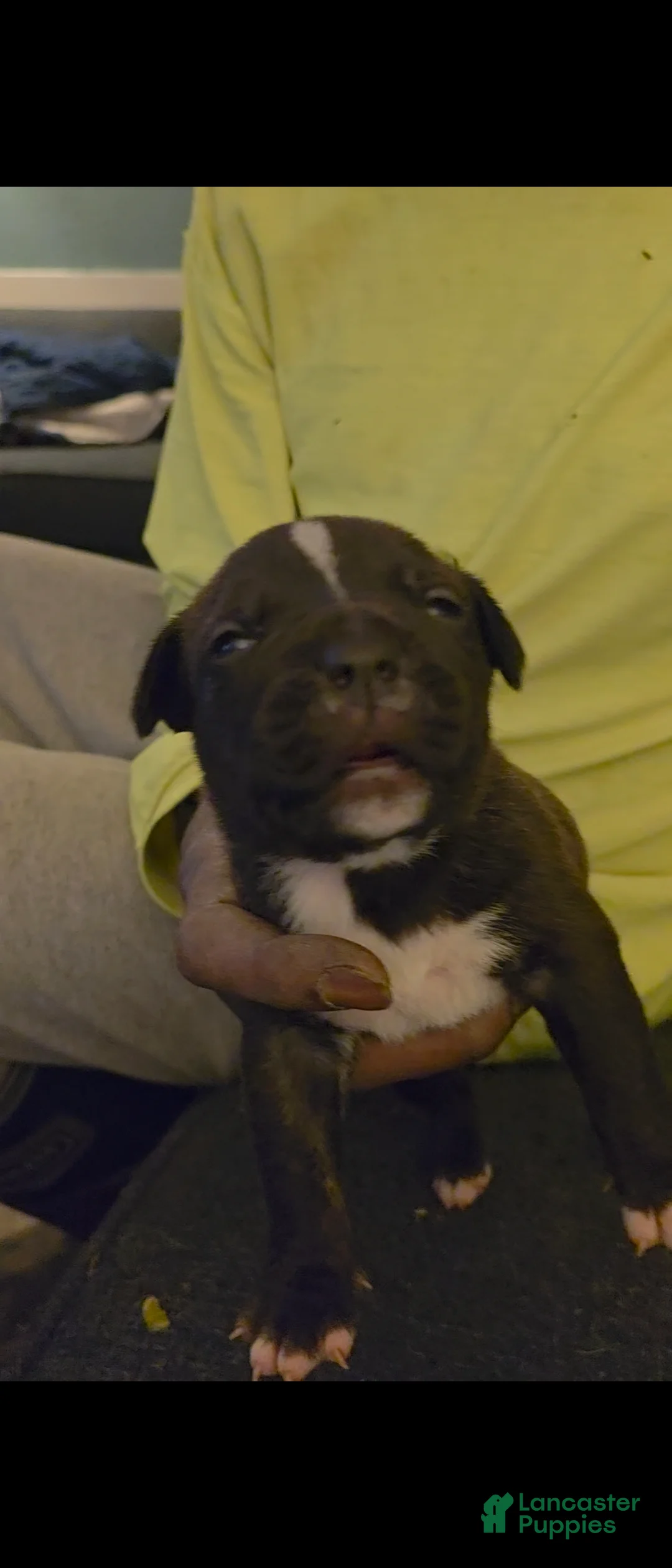 Mixed Breed dogs for sale: Mixed Breed Puppy 3 - Ad 1