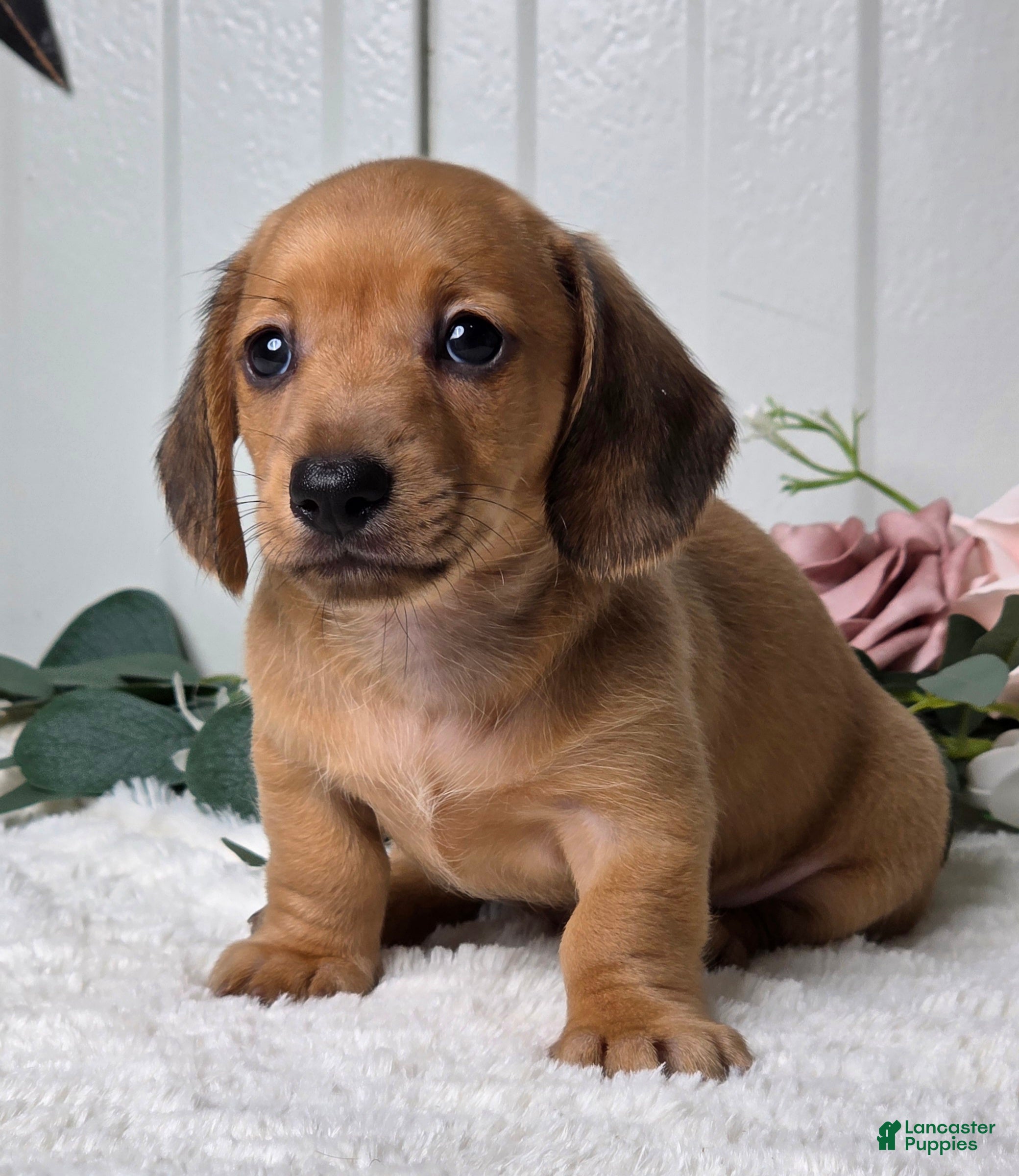 Miniature Dachshund dogs Molly  - Ad 2