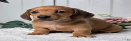 Miniature Dachshund dogs for sale: Molly  - Ad 2