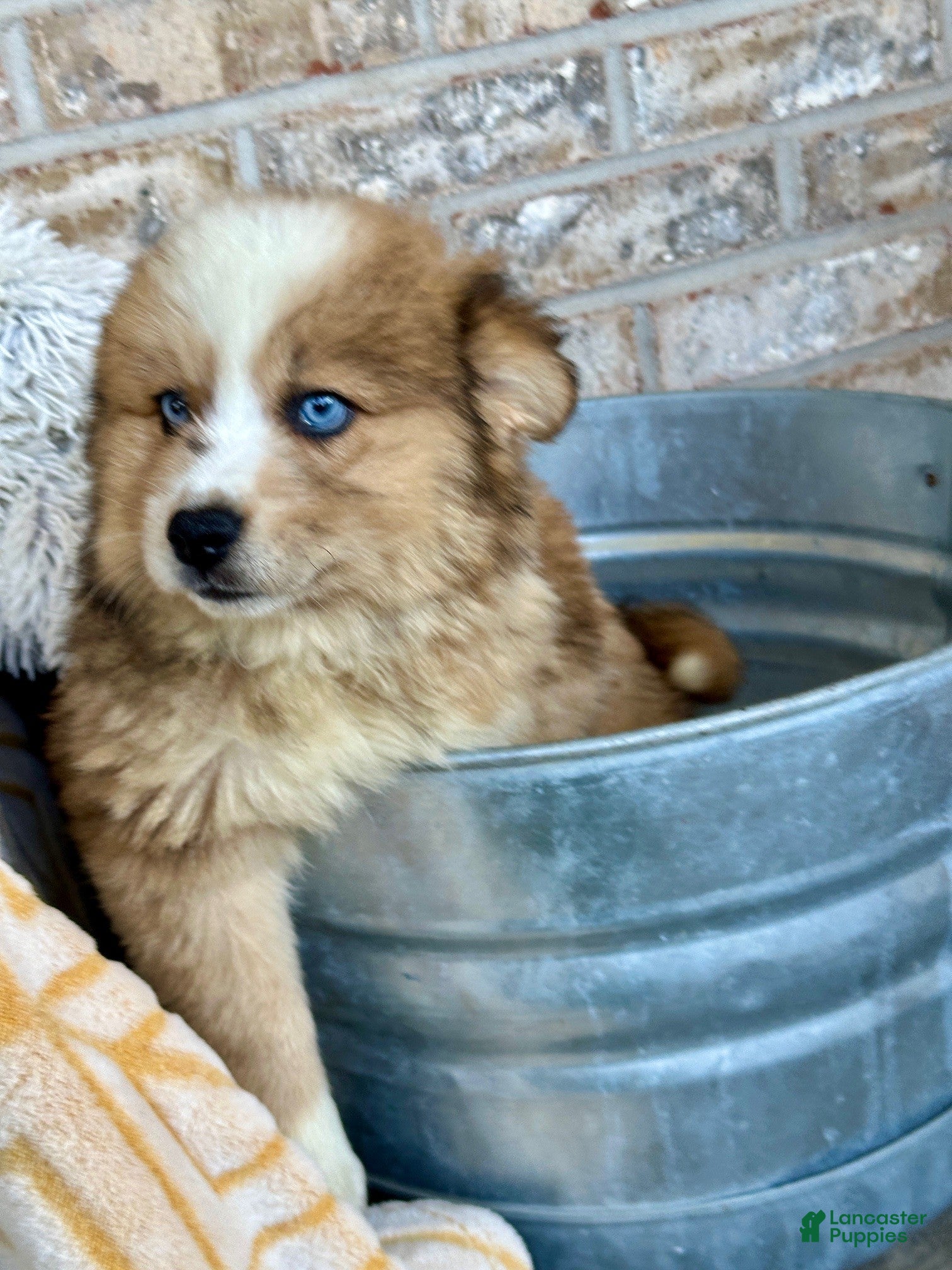 Pomsky dogs for sale: Chance - Ad 1